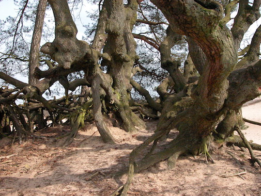 Cursus: Oogst van de Zandgronden - Afbeelding 3